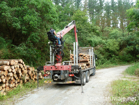 Explotación Forestal